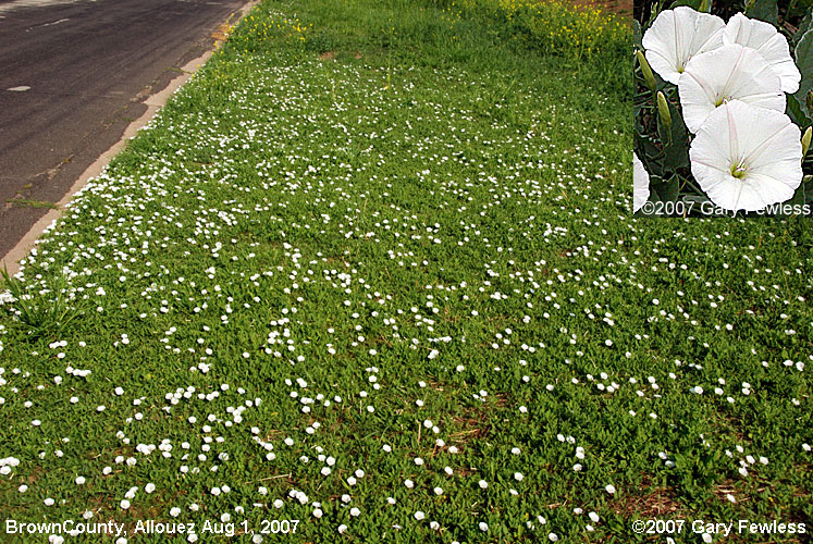 convolvulus arvensis
